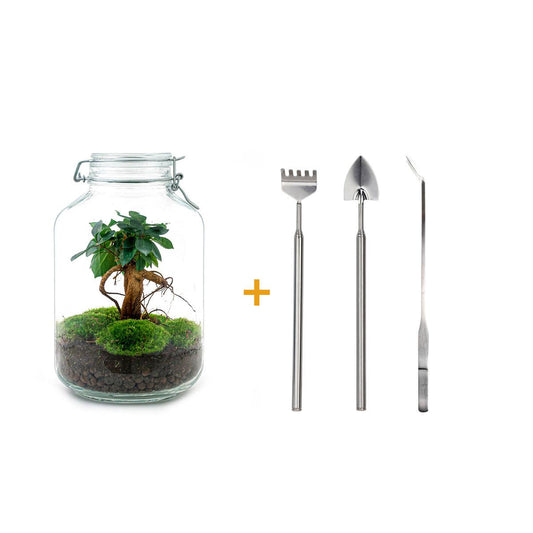 Flaschengarten - Ficus Ginseng bonsai - ↕ 28 cm - pflanzfix24