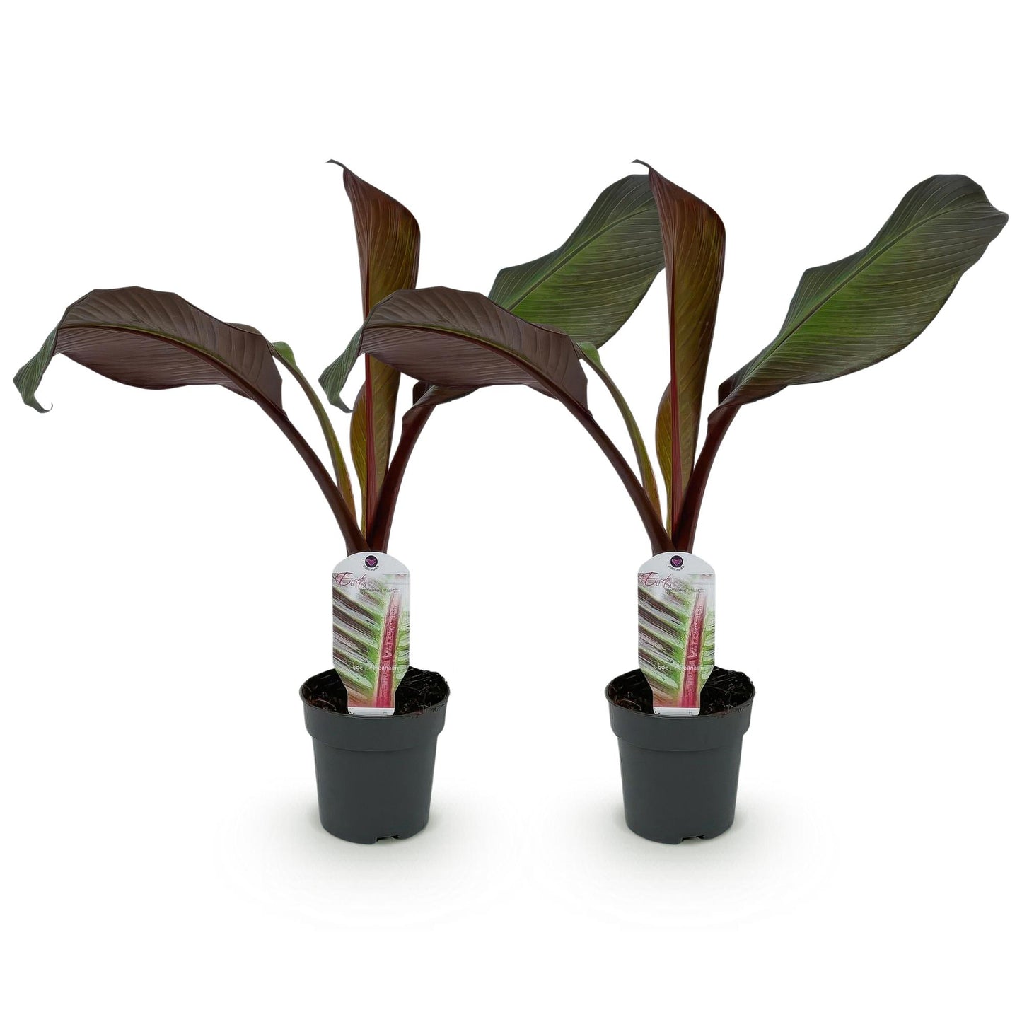 Bananenpflanze Ensete ventricosum Maurelli - 2er Set - Topf 12cm - Pflanzfix24