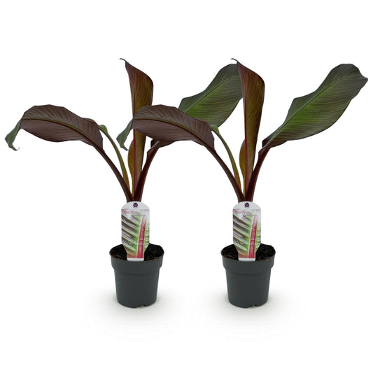 Bananenpflanze Ensete ventricosum Maurelli - 2er Set - Topf 12cm - Pflanzfix24
