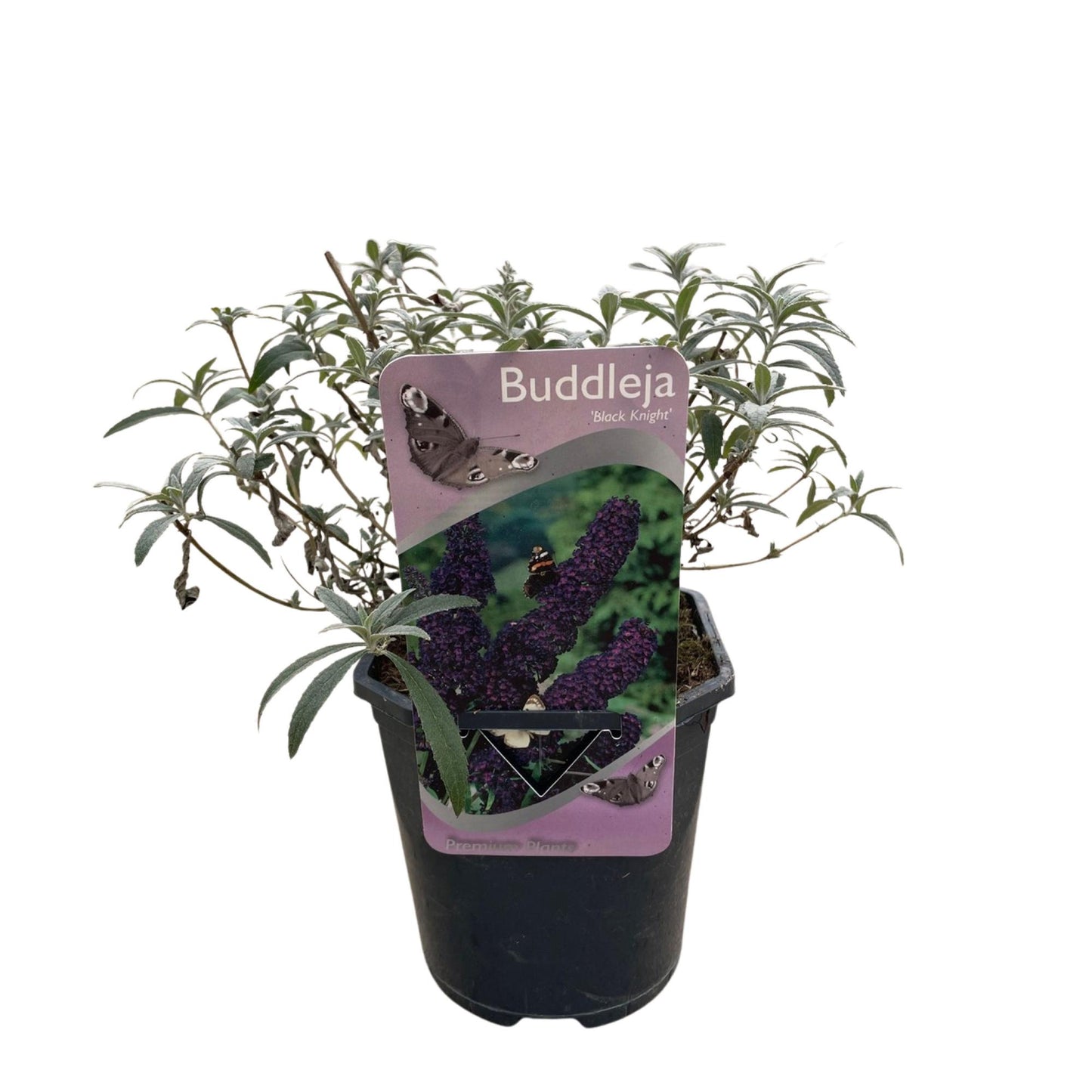 Pflanzfix24.de - Schmetterlingsstrauch - Buddleja davidii Purple Emperor - 1 Pflanze - Topf 17cm - Pflanzfix24.de
