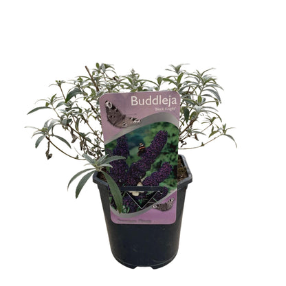 Pflanzfix24.de - Schmetterlingsstrauch - Buddleja davidii Purple Emperor - 1 Pflanze - Topf 17cm - Pflanzfix24.de