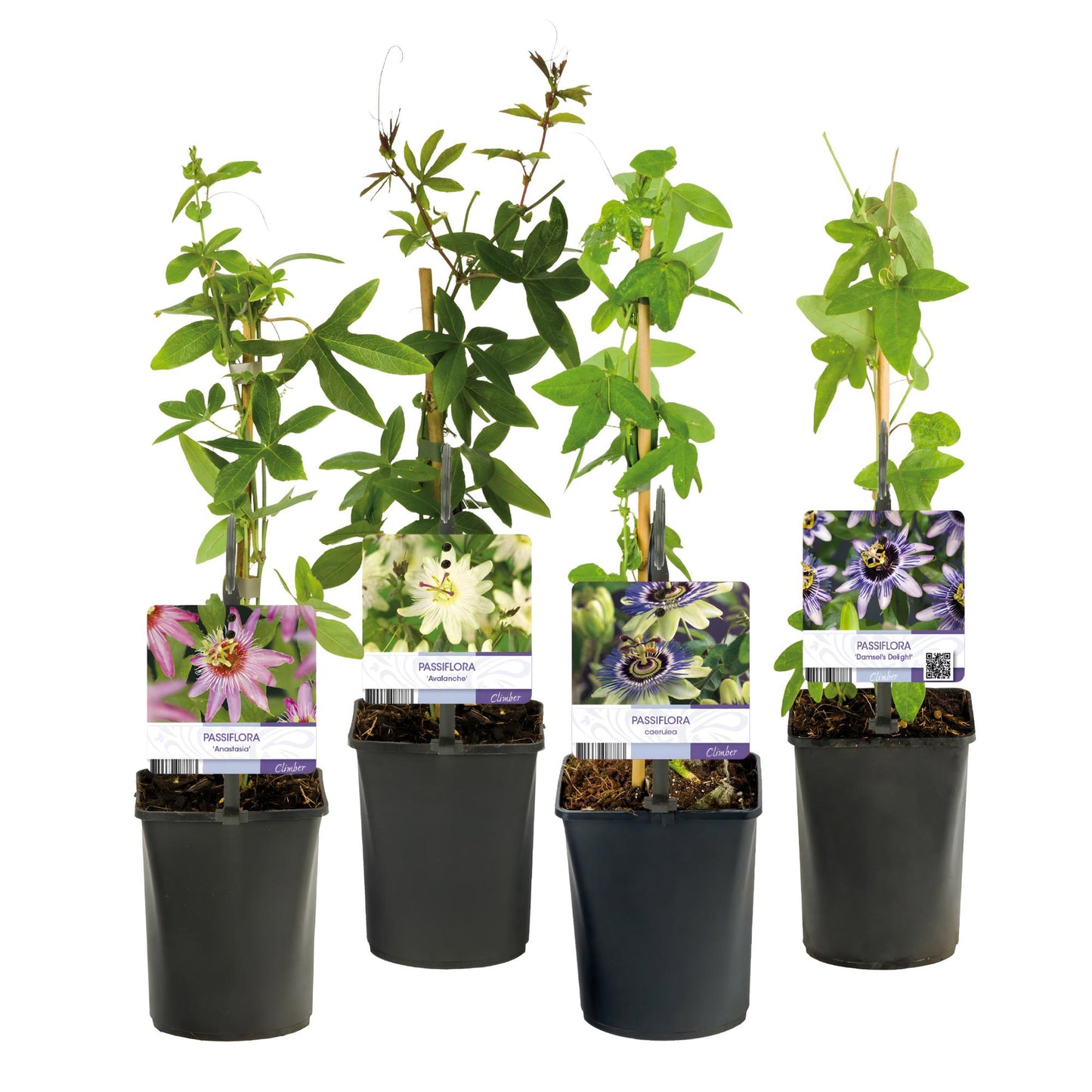 Passiflora Rainbow - 4er Set - Topf 11cm - Pflanzfix24.de - Pflanzfix24.de