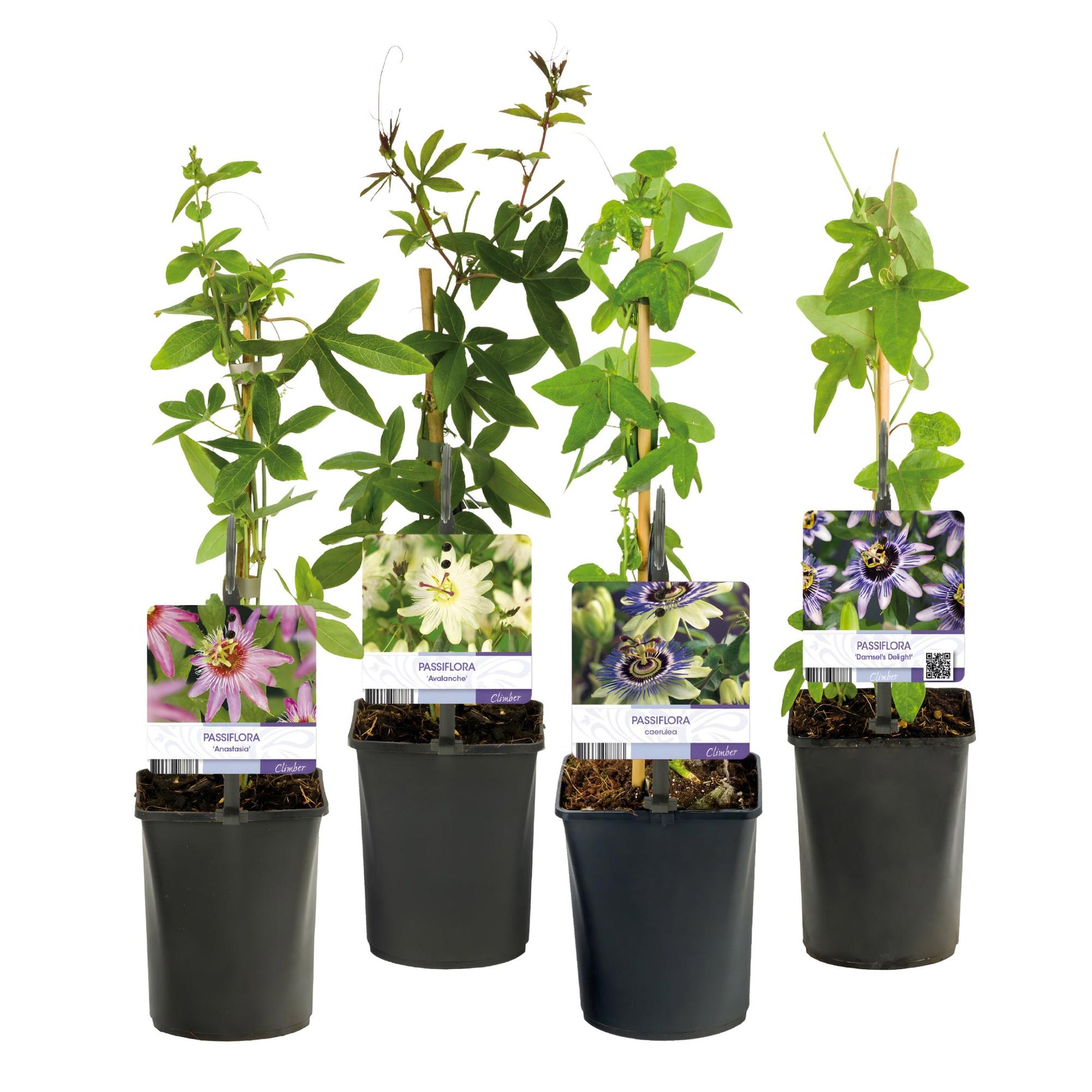 Passiflora Rainbow - 4er Set - Topf 11cm - Pflanzfix24.de - Pflanzfix24.de