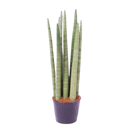 Sansevieria 'Spaghetti' Ø10,5cm – 40cm hoch | Pflanzfix24.de - Pflanzfix24.de