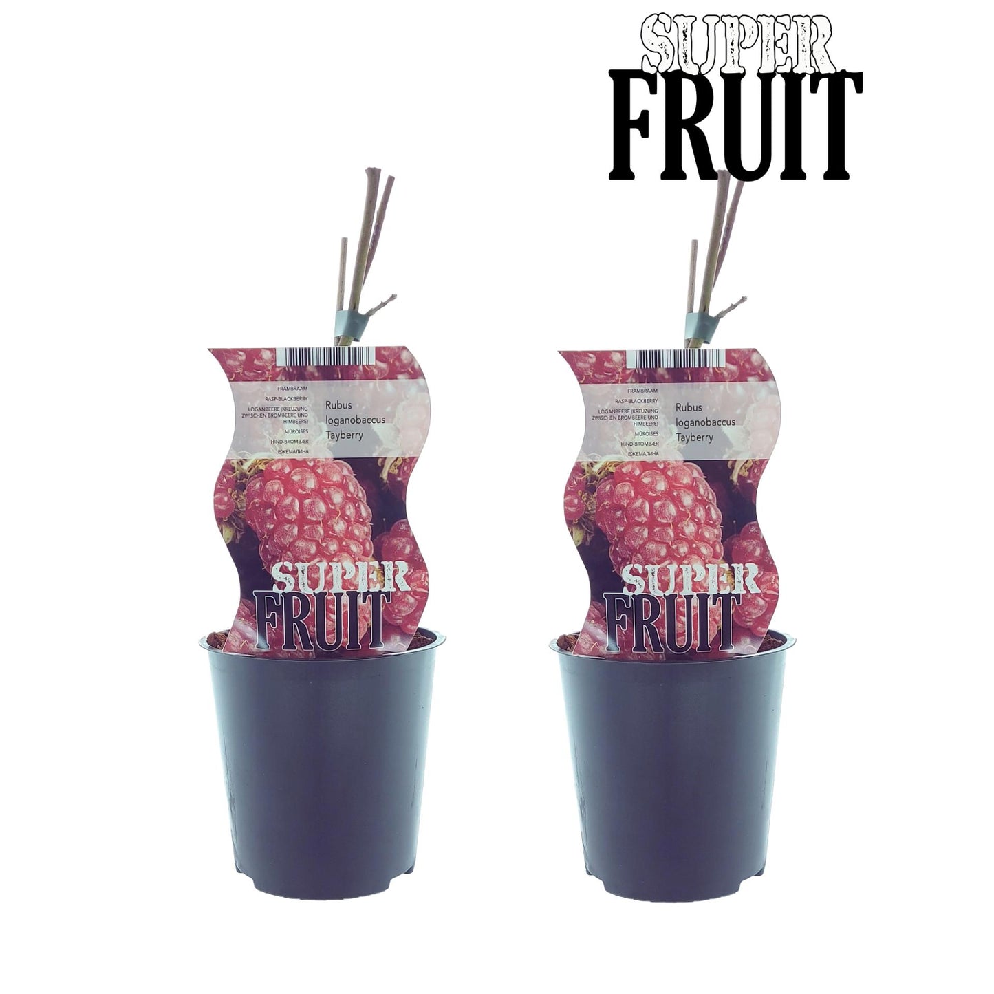 Rubus Tayberry (Taybes) - 2 Stücke - Ø12cm - ↕30cm bei Pflanzfix24