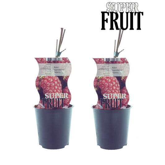 Rubus Tayberry (Taybes) - 2 Stücke - Ø12cm - ↕30cm bei Pflanzfix24