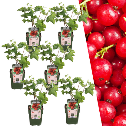 6 x Bio-Stachelbeerpflanzen - Ø 13 cm - ↨ 20 cm bei Pflanzfix24