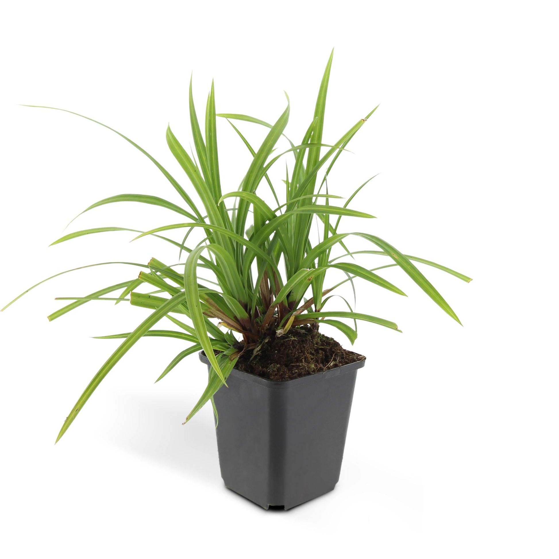 40x Carex morrowii 'Irish Green' - ↕10-25cm - Ø9cm - Pflanzfix24.de - Pflanzfix24.de