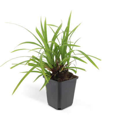 40x Carex morrowii 'Irish Green' - ↕10-25cm - Ø9cm - Pflanzfix24.de - Pflanzfix24.de
