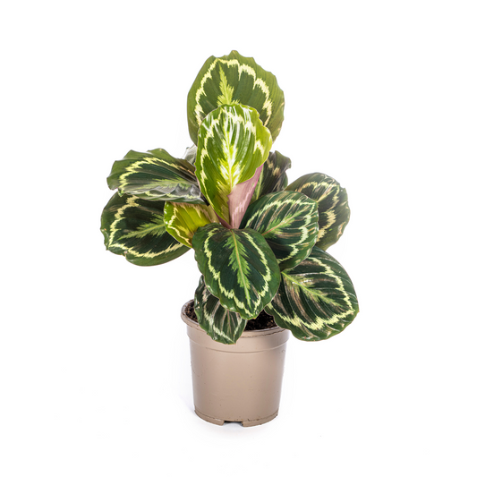 Calathea Medallion Ø17cm - Pflanzfix24.de - Pflanzfix24.de