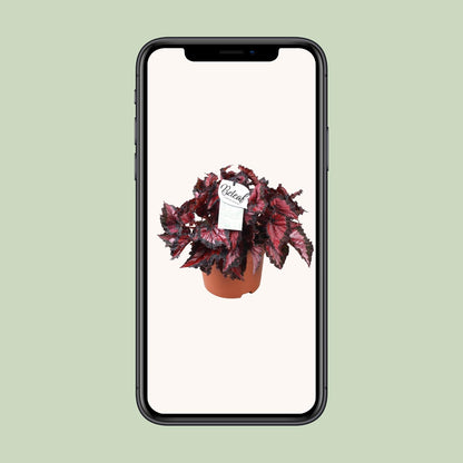 Begonia Beleaf Inca Night - Ø17cm - ↕35cm - Pflanzfix24