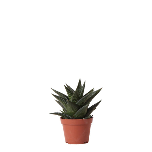 Haworthia Limifolia Sukkulente Ø6 cm – Pflanzfix24.de - Pflanzfix24.de