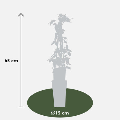 3x - Parthenocissus tricuspidata 'Veitch Boskoop' - ↨65cm - Ø15 - Pflanzfix24