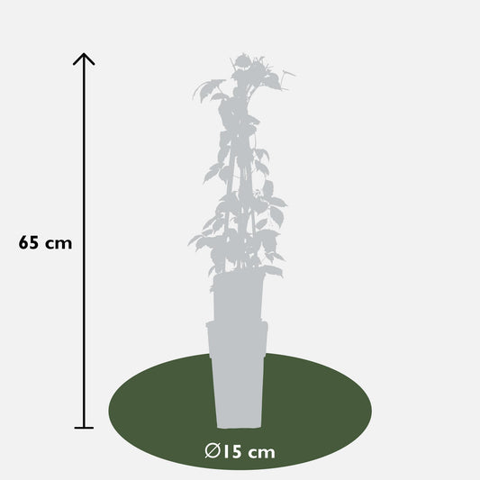 3x - Parthenocissus tricuspidata 'Veitch Boskoop' - ↨65cm - Ø15 - Pflanzfix24