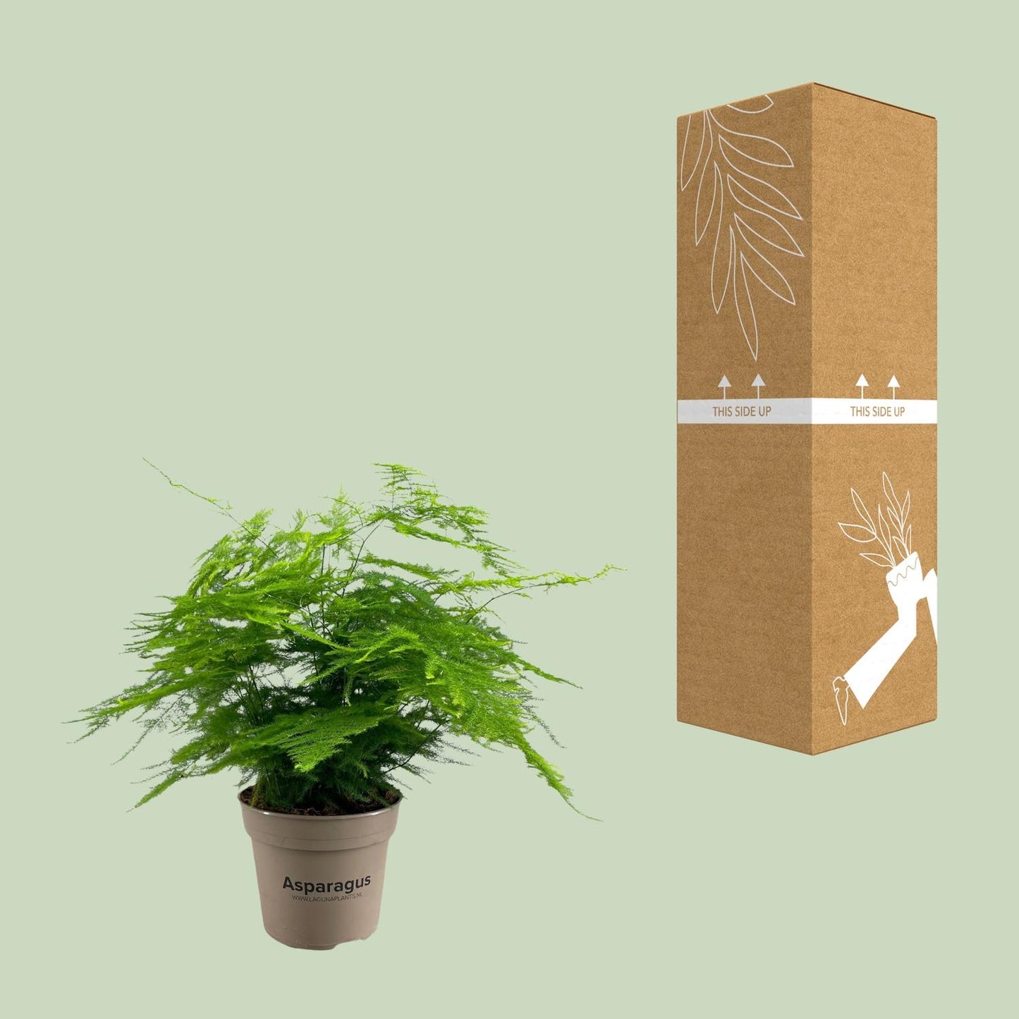 Asparagus Setaceus - Ø15cm - ↕45cm - Pflanzfix24