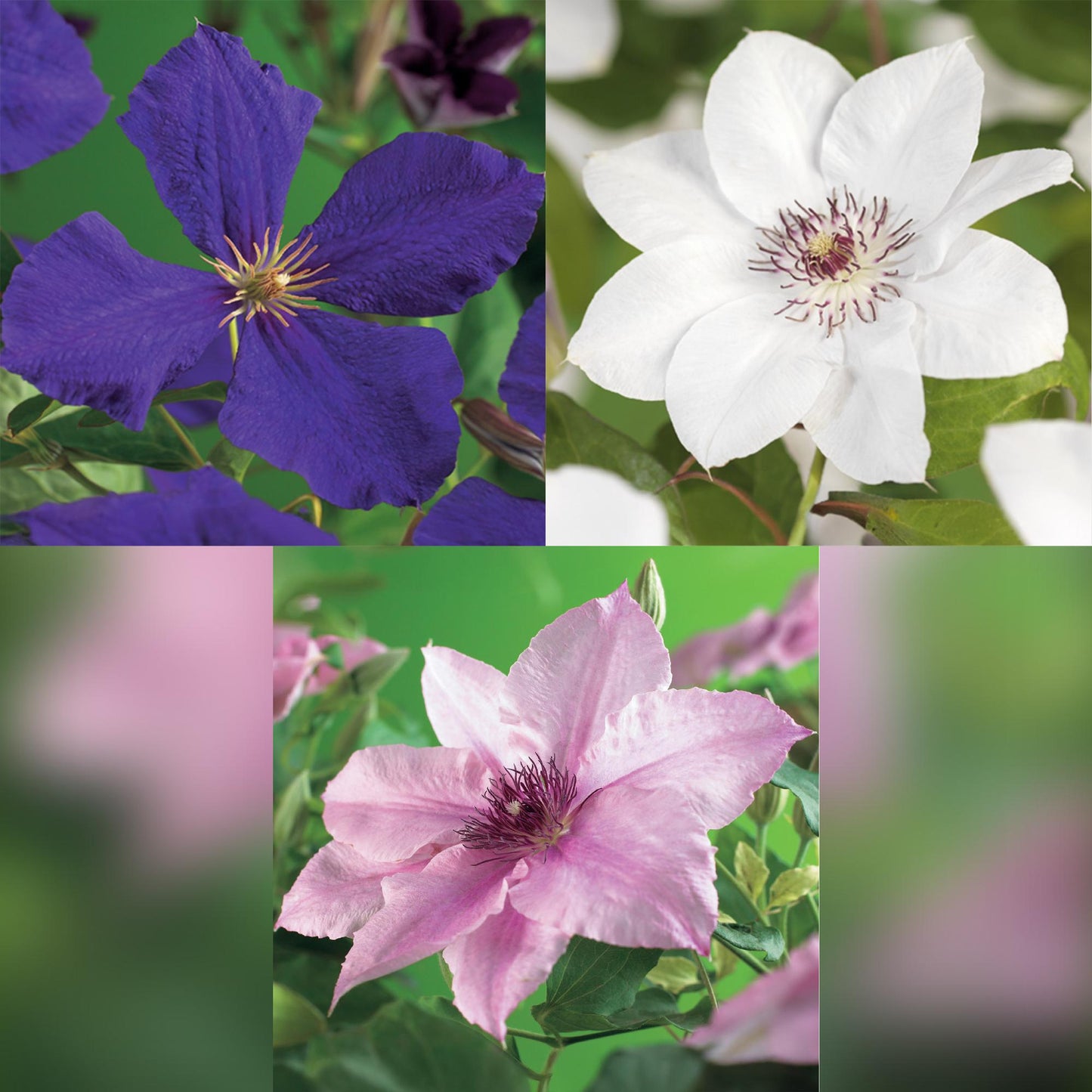 Clematis Tricolour – 3er-Set Kletterpflanzen rosa-weiß-lila – Höhe 40 cm – Pflanzfix24.de - Pflanzfix24.de