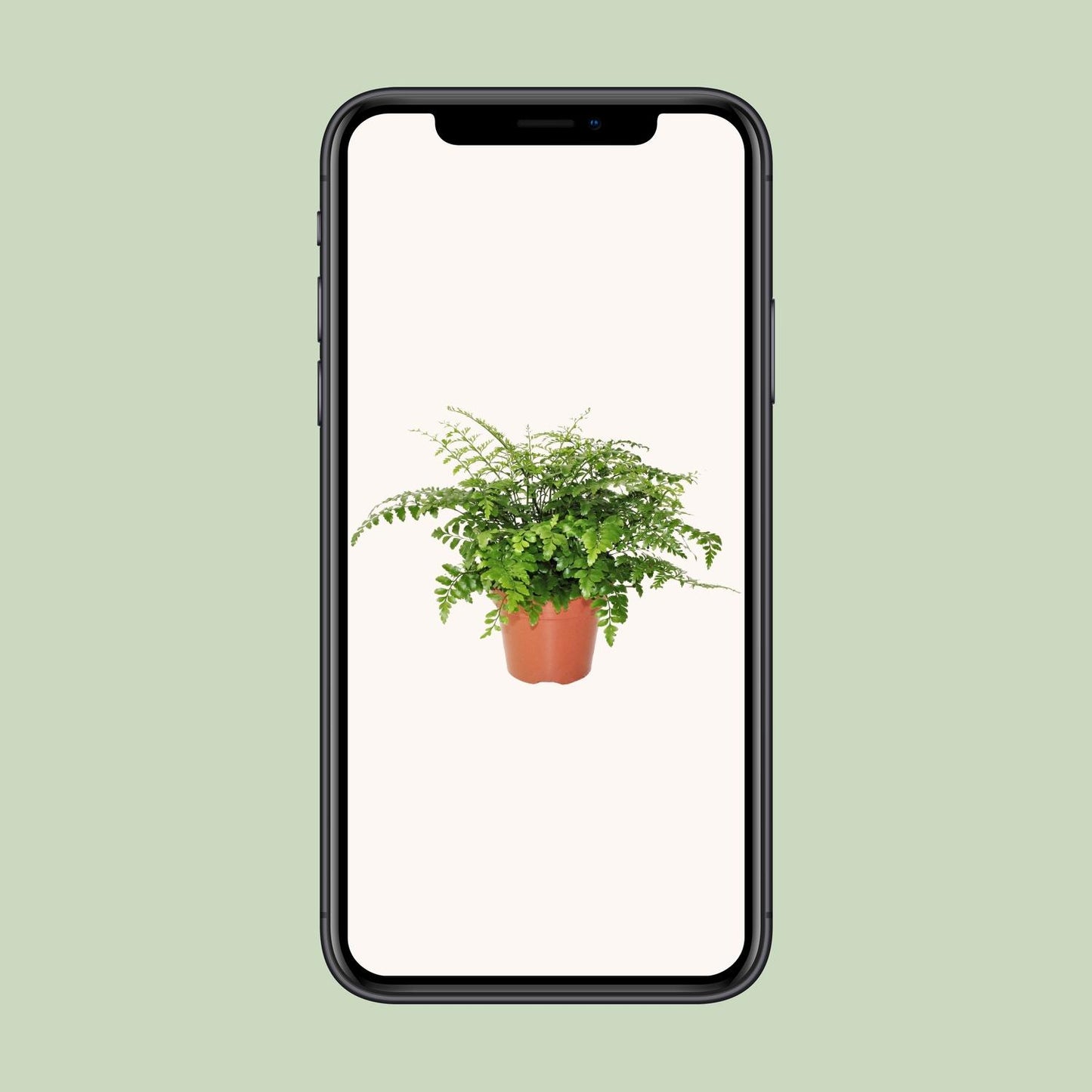 Asplenium Parvati - Ø17cm - ↕30cm bei Pflanzfix24.de - Pflanzfix24.de