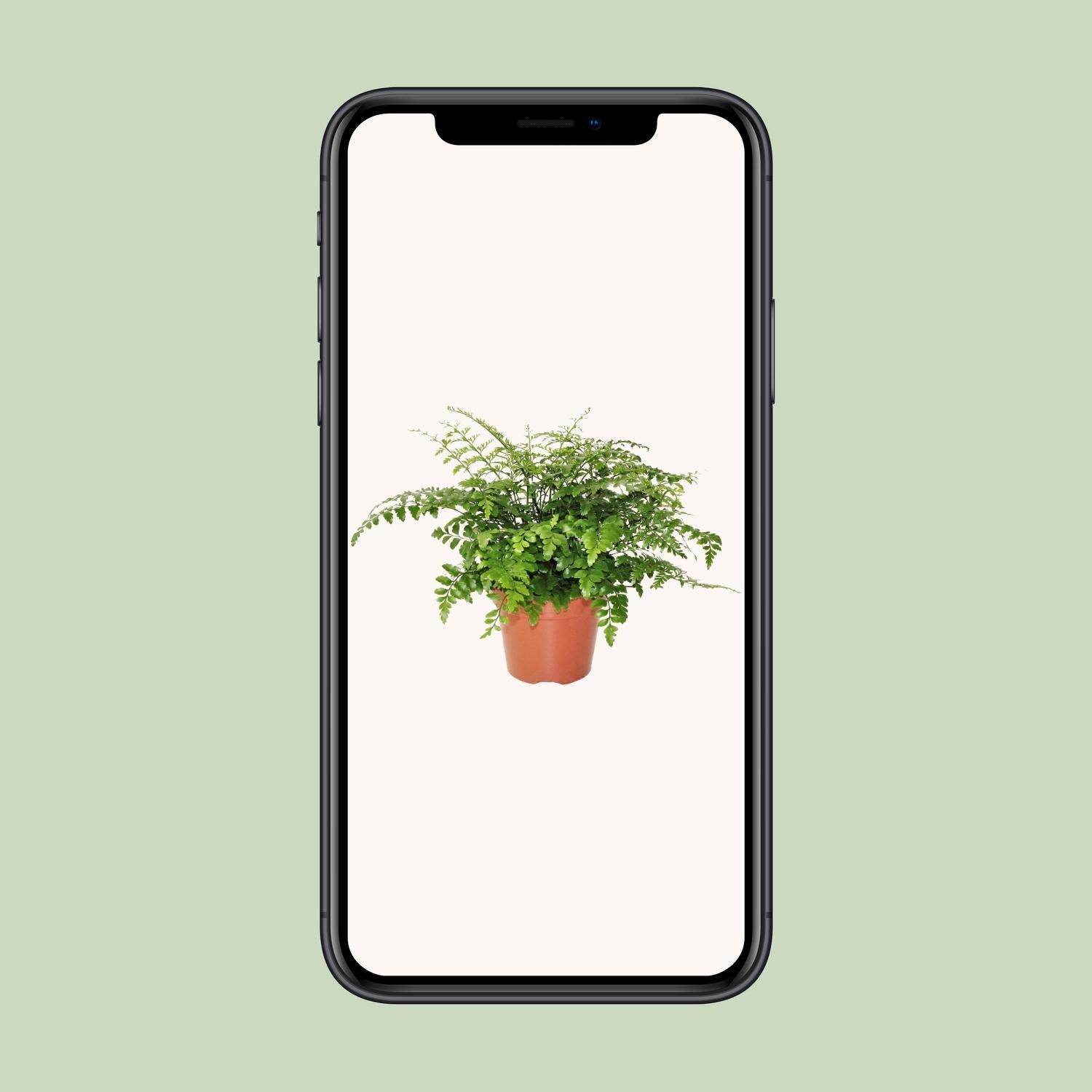 Asplenium Parvati - Ø17cm - ↕30cm bei Pflanzfix24.de - Pflanzfix24.de