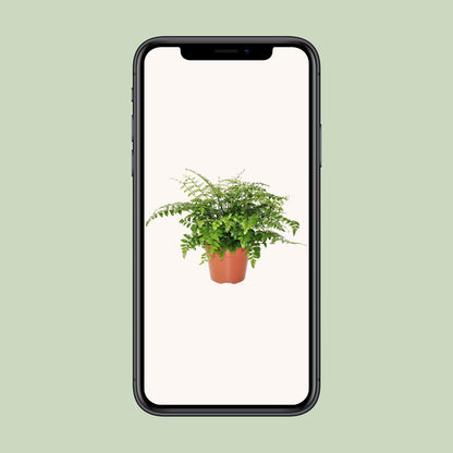 Asplenium Parvati - Ø17cm - ↕30cm bei Pflanzfix24.de - Pflanzfix24.de