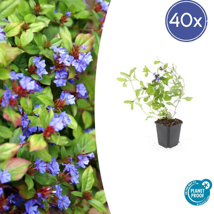 40x Ceratostigma plumbaginoides - ↕10-25cm - Ø9cm - Pflanzfix24.de - Pflanzfix24.de