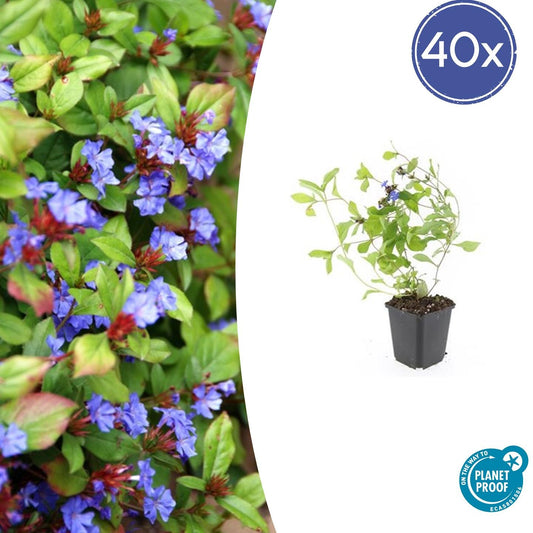 40x Ceratostigma plumbaginoides - ↕10-25cm - Ø9cm - Pflanzfix24.de - Pflanzfix24.de