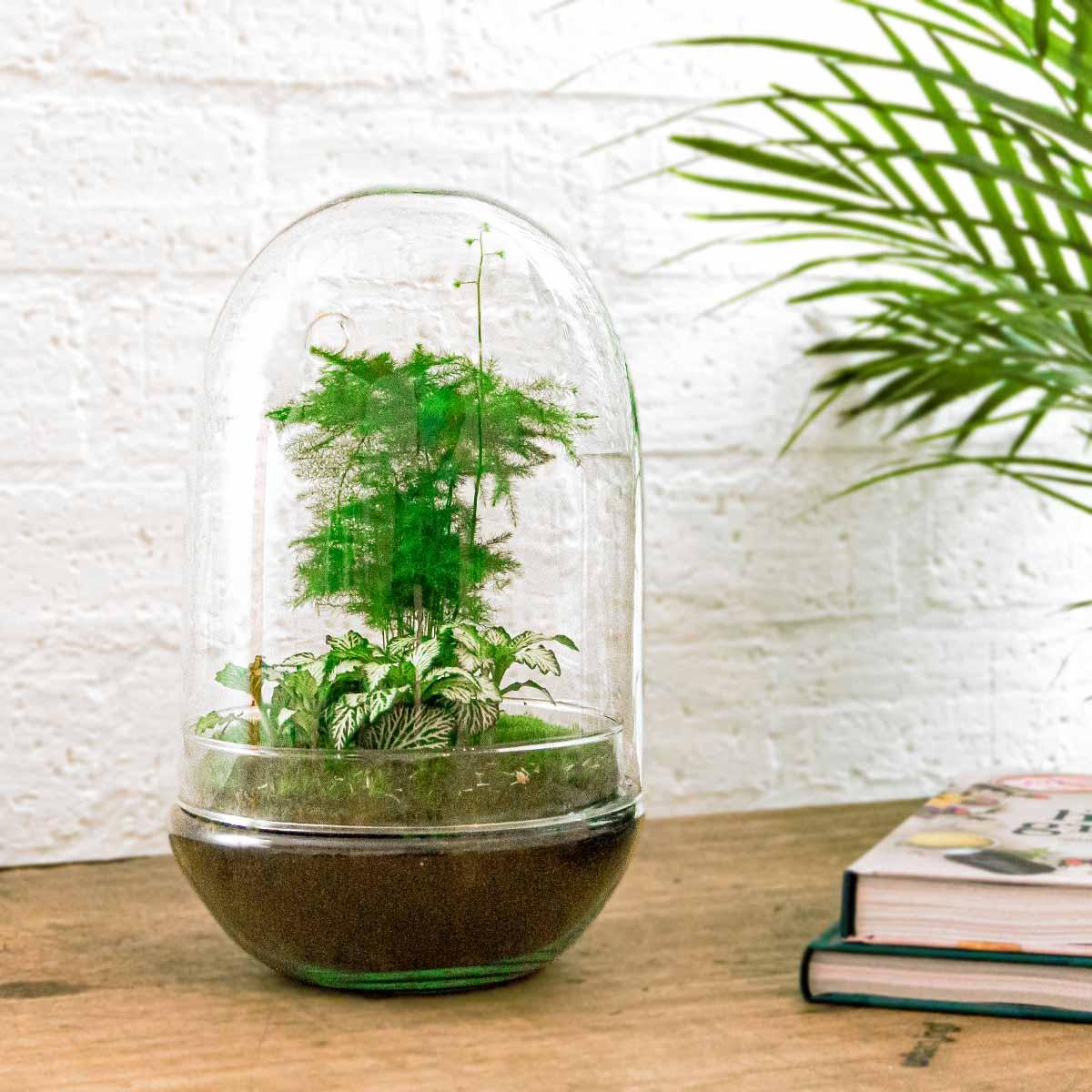 Flaschengarten DIY Terrarium - Egg XL - ↕ 30 cm - Pflanzfix24.de - Pflanzfix24.de