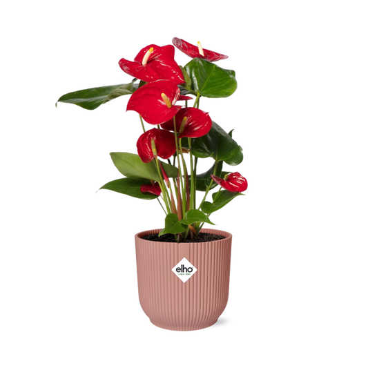 Anthurium Red 12cm - Pflanzfix24