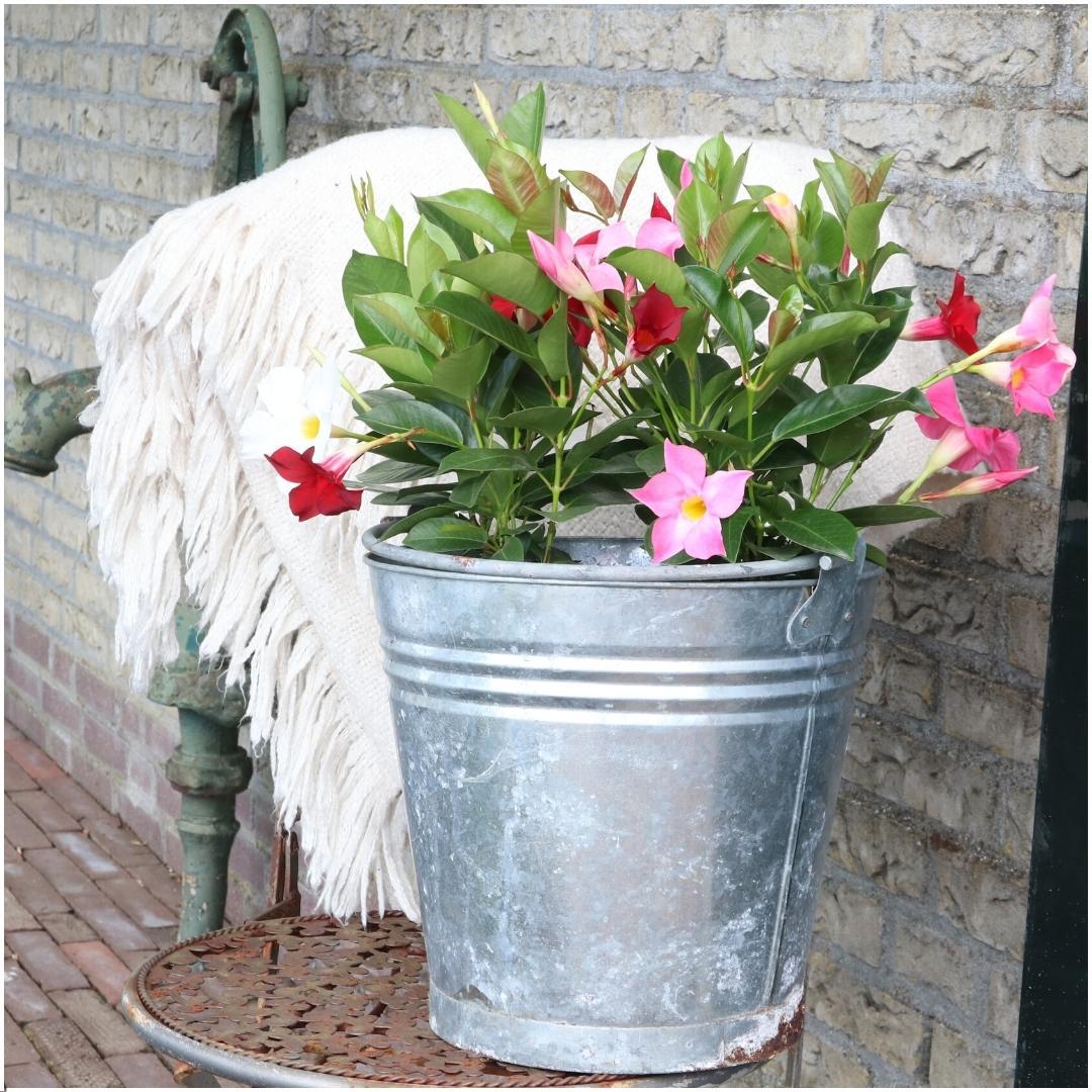 6 x Dipladenia Red - Mandevilla Red Ø12 cm - ↕25 cm - Pflanzfix24.de - Pflanzfix24.de