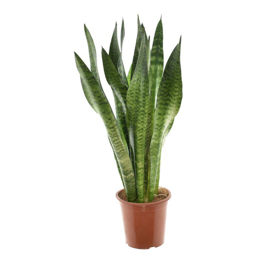 Sansevieria Zeylanica - Ø17cm - ↕75cm by Pflanzfix24