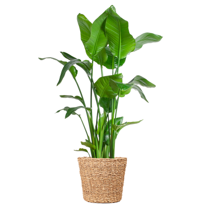 Strelitzia Nicolai XL mit Torun-Korb – 140 cm – Ø27 - pflanzfix24