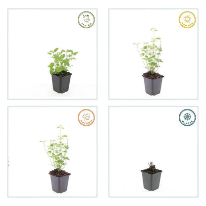 12x Agastache 'Black Adder' – Duftstaude – Pflanzfix24.de - Pflanzfix24.de