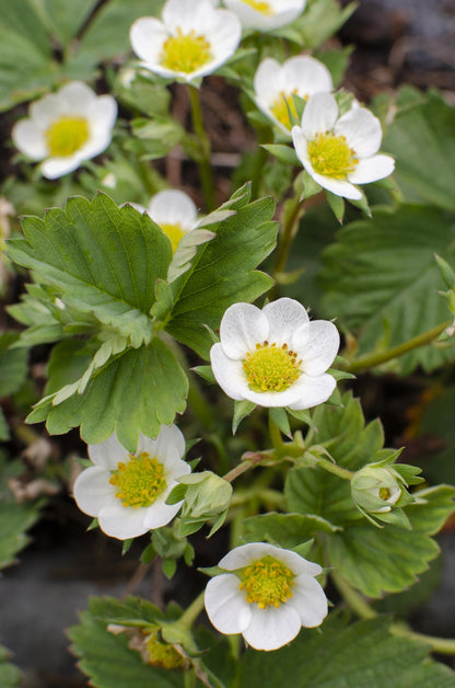Fragaria x ananassa Delizzimo - Ø13cm - ↕45cm - Pflanzfix24
