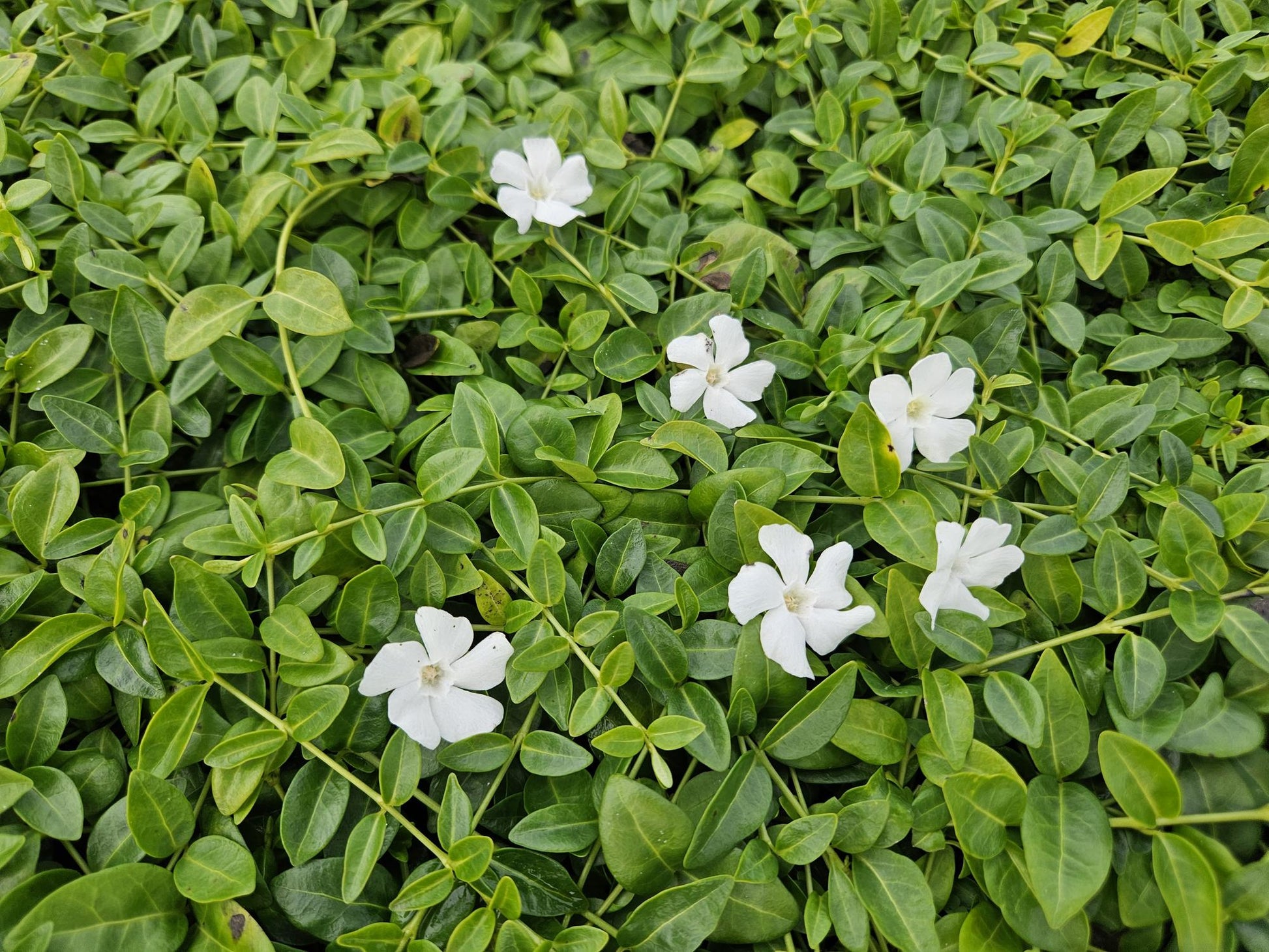 12x Vinca minor 'Gertrude Jekyll' Bodendecker 10-25cm Ø9cm | Pflanzfix24.de - Pflanzfix24.de