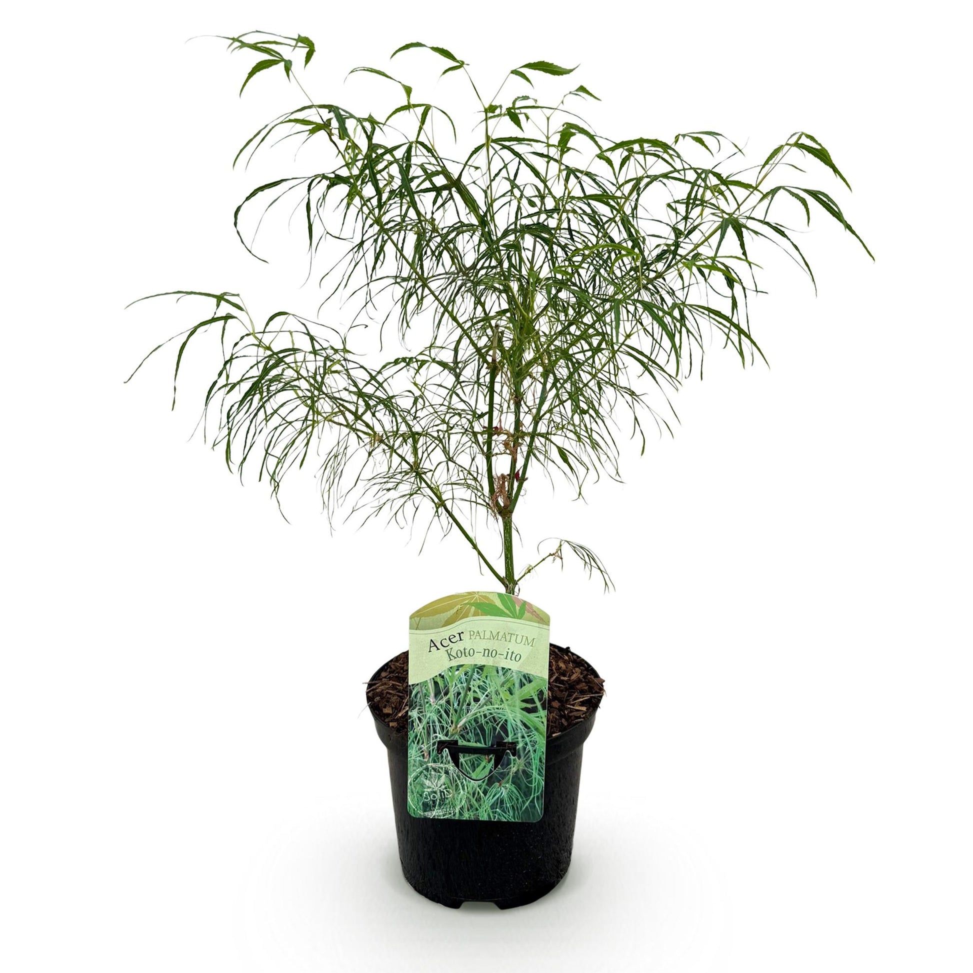 Japanischer Ahorn Acer palmatum Koto-no-ito - 1 Pflanze - Grün - Topf 19cm - Pflanzfix24.de - Pflanzfix24.de