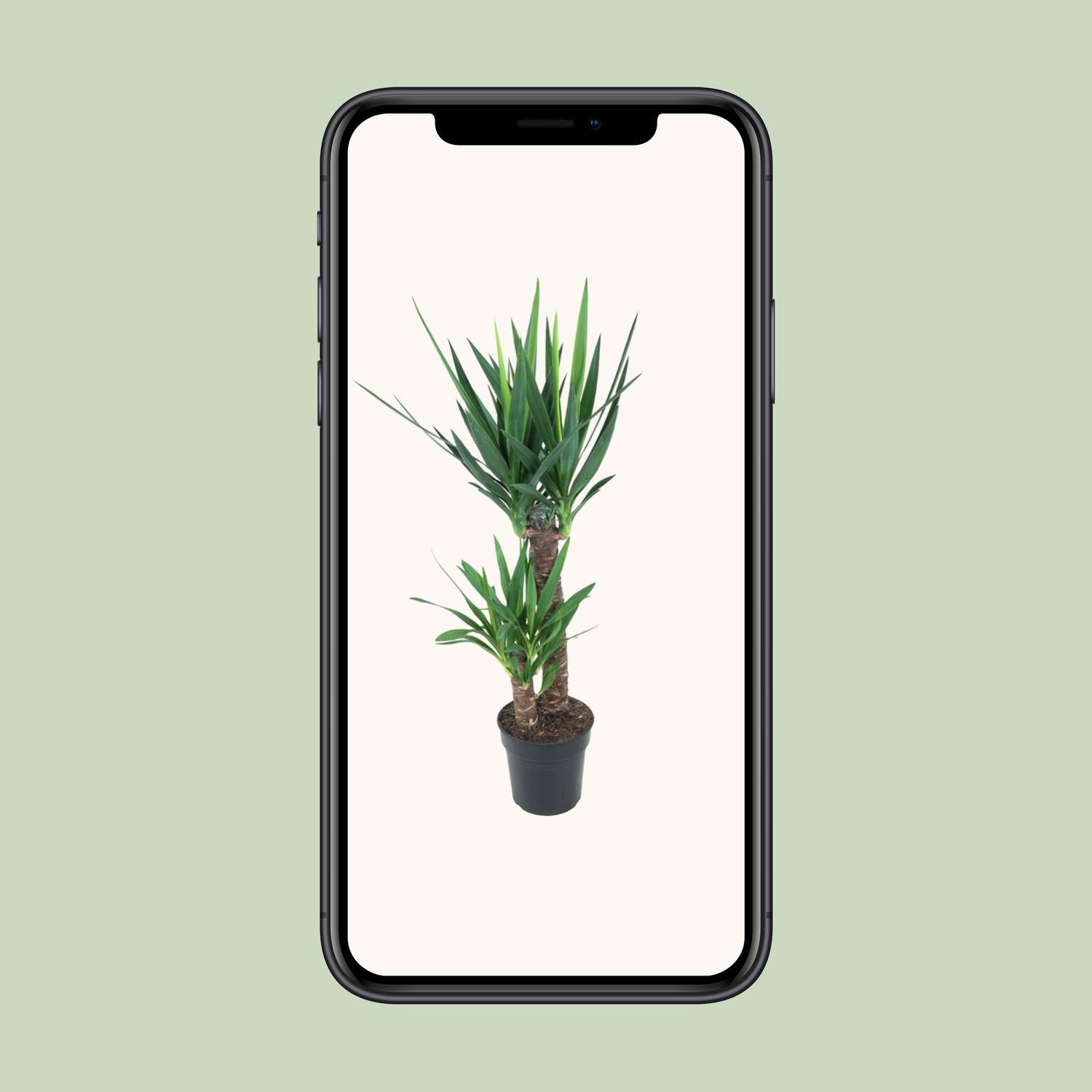 Yucca Elephantipes 100cm Ø21cm – Pflegeleichte Zimmerpflanze | Pflanzfix24.de - Pflanzfix24.de
