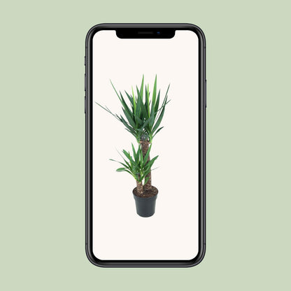 Yucca Elephantipes 100cm Ø21cm – Pflegeleichte Zimmerpflanze | Pflanzfix24.de - Pflanzfix24.de