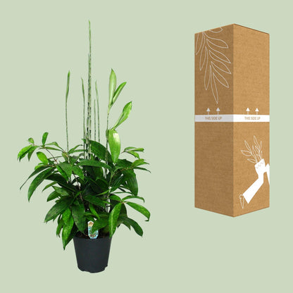 Dracaena Surculosa - Ø17cm - ↕60cm - Pflanzfix24