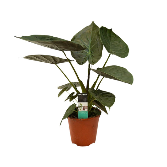 Alocasia Wentii - Ø19cm - ↕75cm - Pflanzfix24