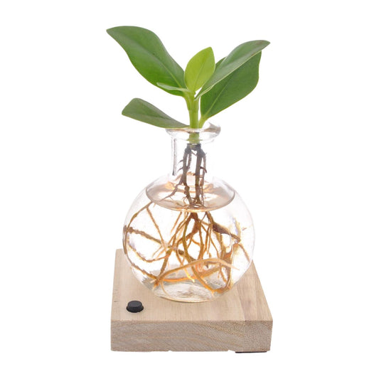 Clusia In Samoa LED - Ø5cm - ↕10cm - Pflanzfix24.de - Pflanzfix24.de