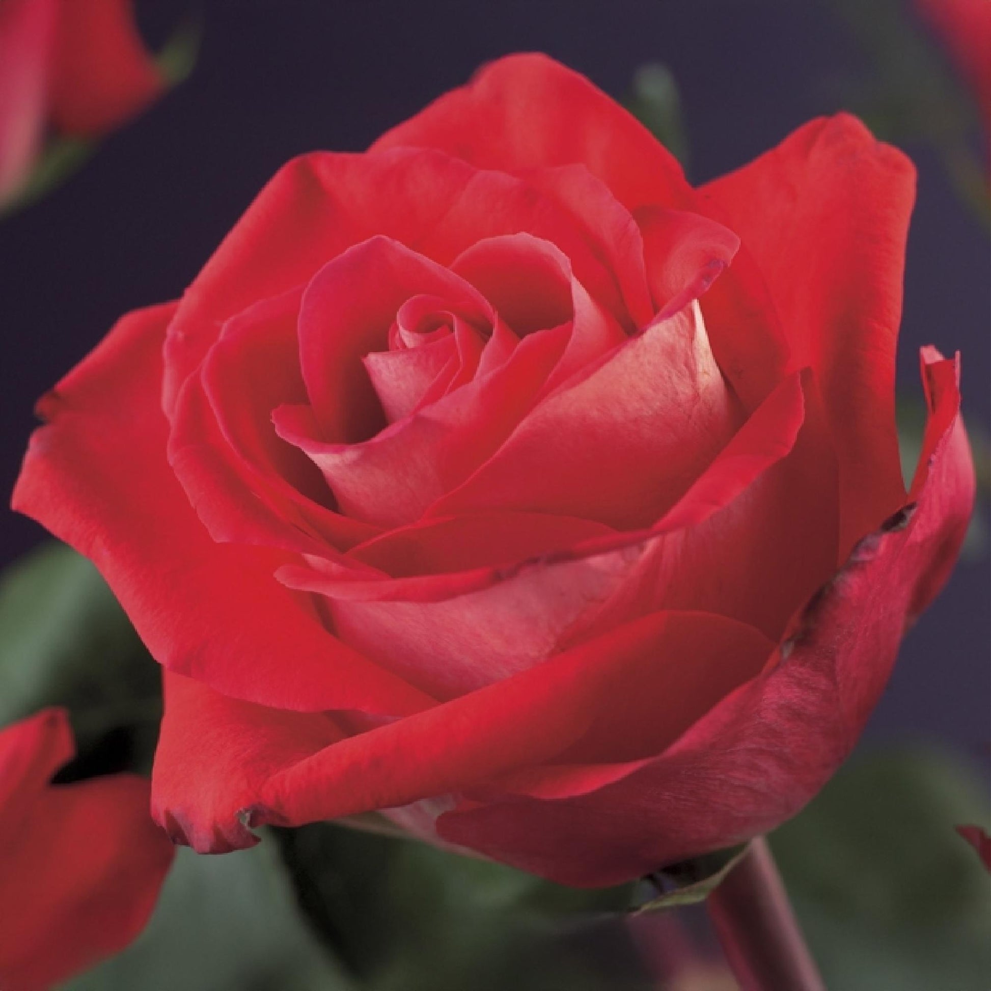 Pflanzfix24.de - Klimrose 'Red Climber' - Blüte Rot - 2 Pflanzen - Topf 11cm - Pflanzfix24.de
