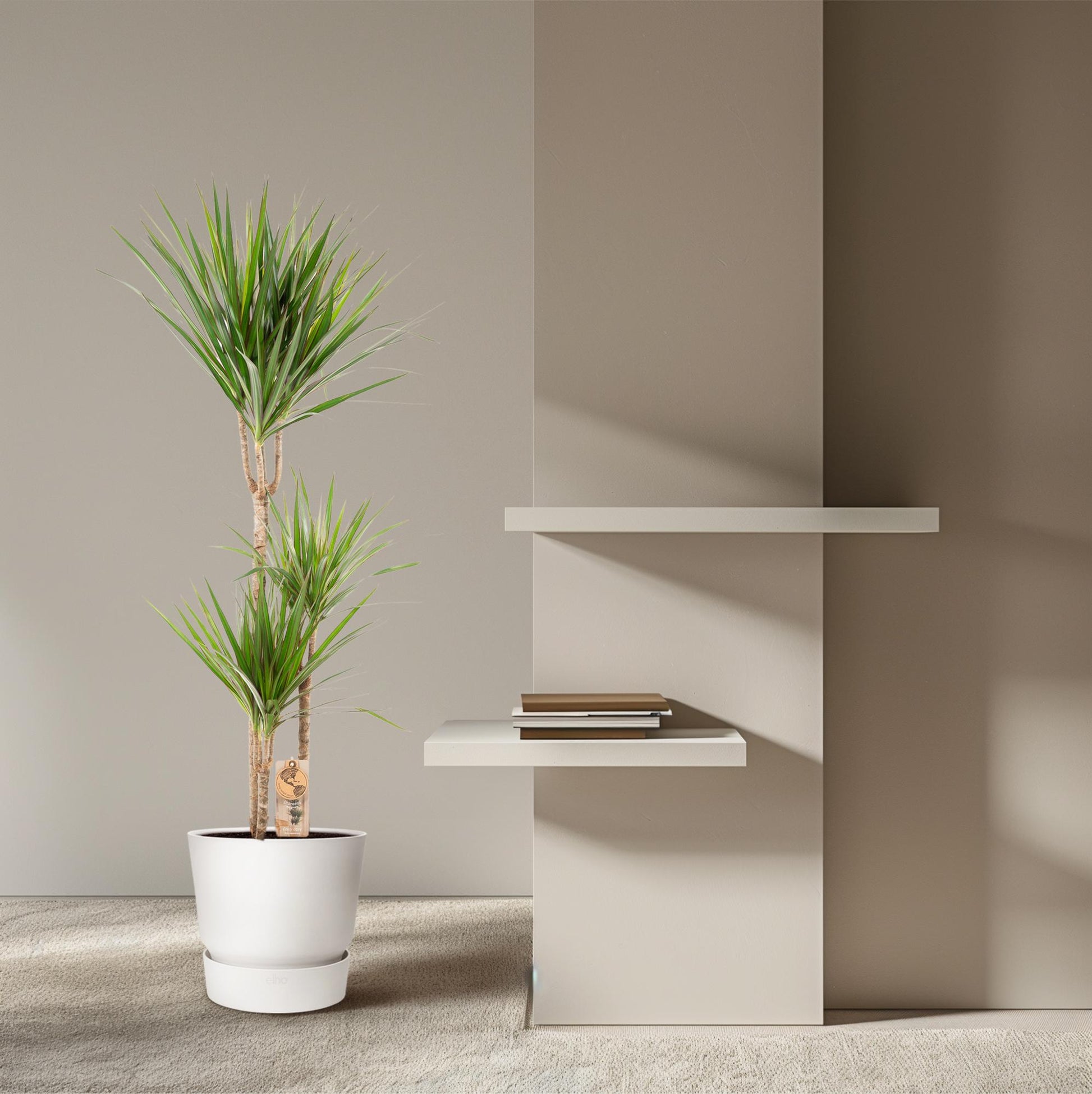 Dracaena Marginata - Ø21cm - ↕120cm - Pflanzfix24.de - Pflanzfix24.de