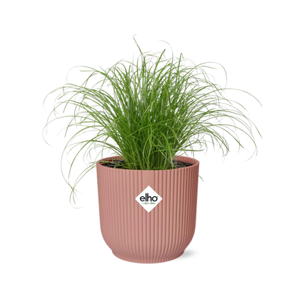 Cyperus Alternifolius Zumula in ELHO Vibes Fold 14cm roze - pflanzfix24