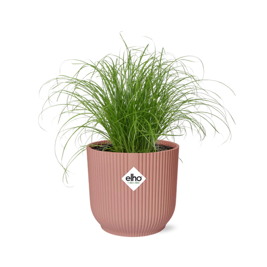 Cyperus Alternifolius Zumula in ELHO Vibes Fold 14cm roze - pflanzfix24