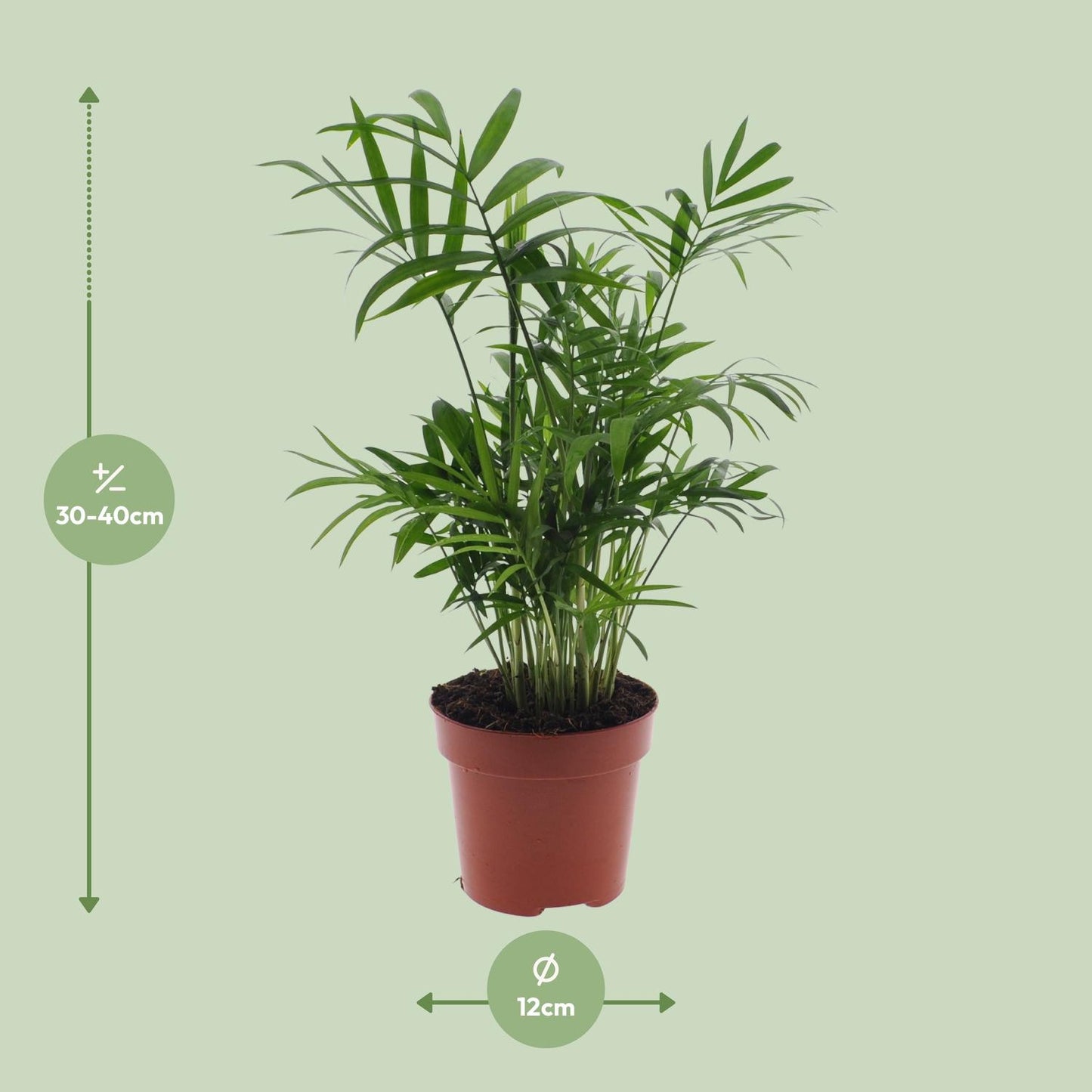 Chamaedorea Elegans - Mexikanische Bergpalme - Ø17cm - Pflanzfix24.de - Pflanzfix24.de