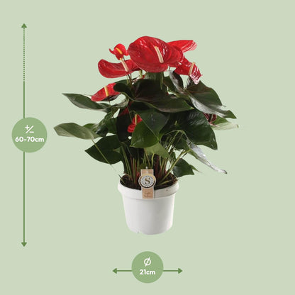 Anthurium Red Champion - Ø21cm - Pflanzfix24