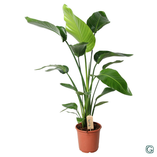 Strelitzia Nicolai 100cm – Zimmerpflanze bei Pflanzfix24.de - Pflanzfix24.de