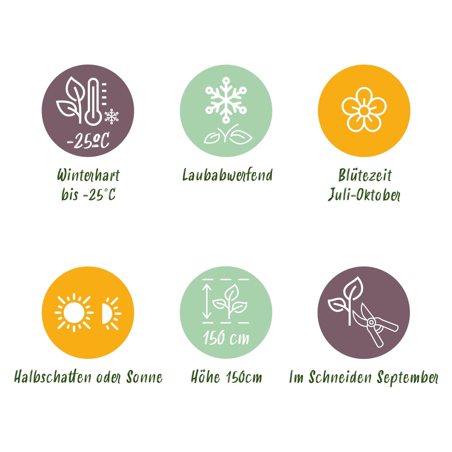 GreenboutiQ - Rispenhortensie - Hydrangea arborescens Annabelle - Blüte Weiß - 3 Pflanzen - 1 m2 - Laubabwerfend - Große Blüten - Topf 17cm Höhe 50cm - Pflanzfix24.de
