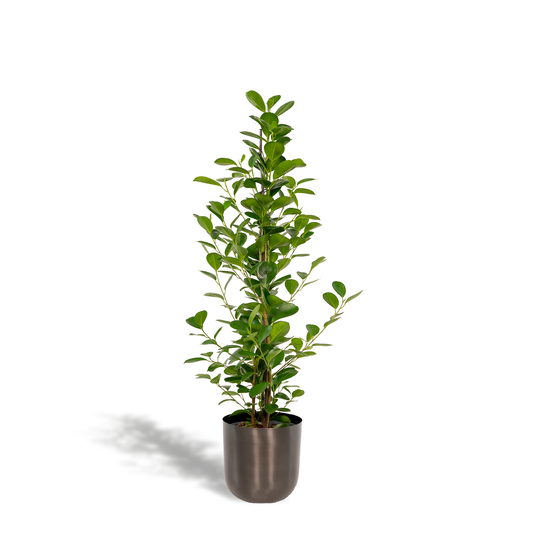 Ficus Microcarpa Moclame - Ø21cm - Pflanzfix24.de - Pflanzfix24.de