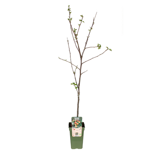 Malus Domestica Jonagold Apfel Ø19cm | Pflanzfix24.de - Pflanzfix24.de