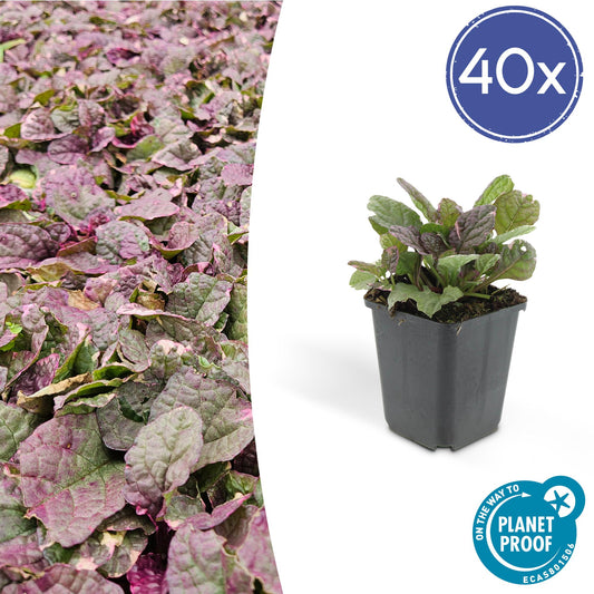 40x Ajuga reptans 'Burgundy Glow' - ↕10-25cm - Ø9cm - Pflanzfix24
